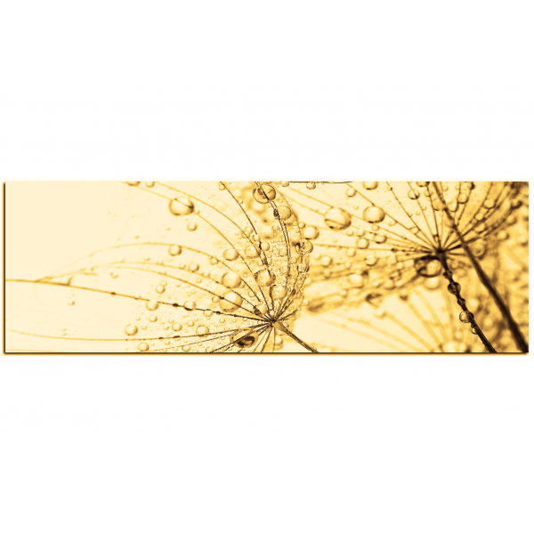 Obraz na plátně - Pampeliška s kapkami vody - panoráma